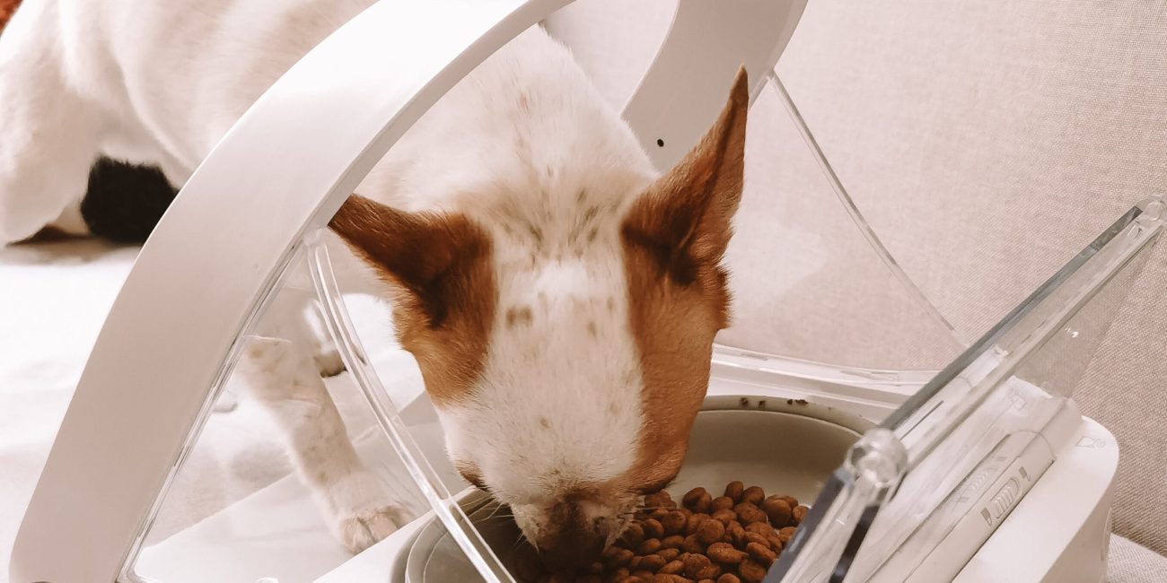 Perro comiendo de un comedero automático surepet care