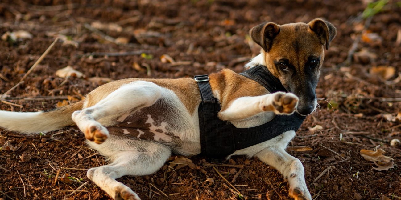 pienso para perros esterilizados